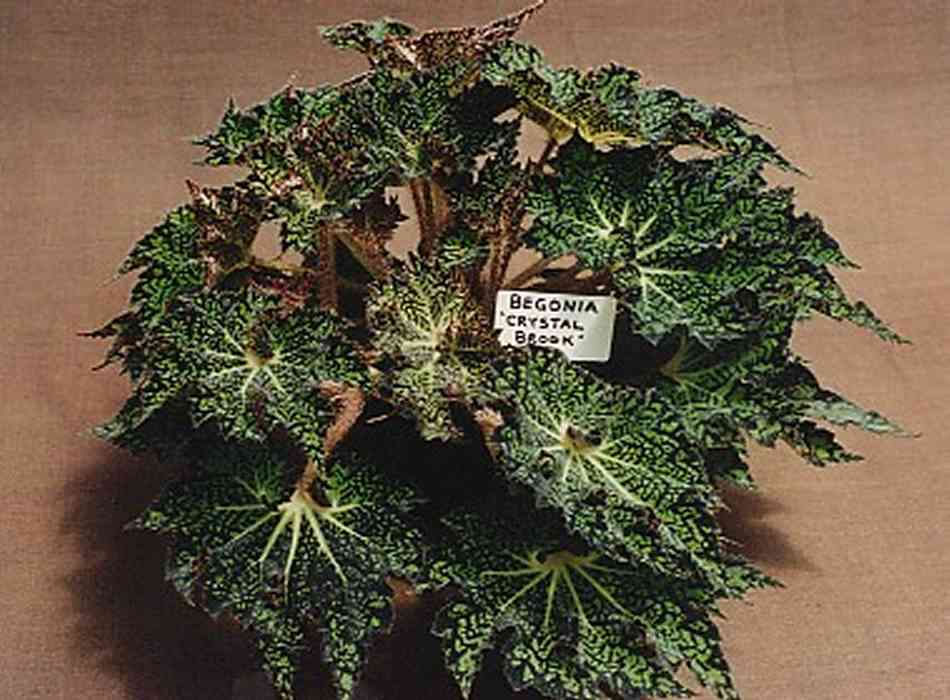 B. ‘Crystal Brook’